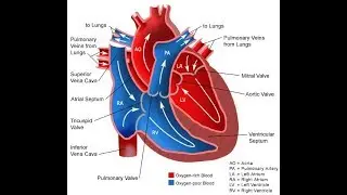 02  Human Physiology  Blood & Circulation   Class 2   Chapter 4   Biology 2nd Paper