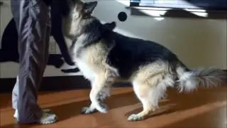 Rehabilitation Home Exercises - Sit to Stand