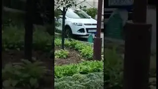Павлины, говоришь...Хех!