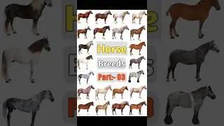 Horse Breeds Names ll Part- 03 
