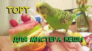 Cake for Mr. Kesha the size of a talking parrot! English sub!