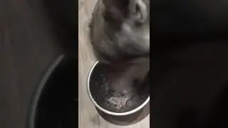 Волк рыл могилу, в ней была живая девушка 😱 
