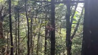 Field Notes Friday: Mobbing chickadees