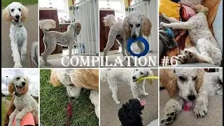 FIDO'S COMPILATION #6 | 5 months old poodle | Life of pet Fido