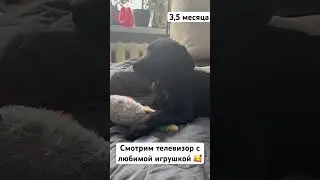 Интересно, какие у нее мысли в этот момент?#лабрадор #dog #собаки # dogs #животные #щенок #puppy