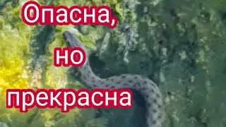 Не для слабонервных 🤣 Гадюки на Тилигульском лимане