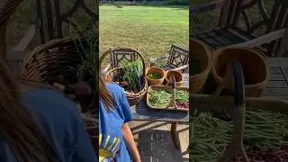 Huge harvest! 