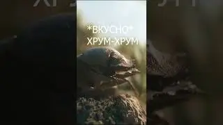 Total War: PHARAOH - Русский трейлер