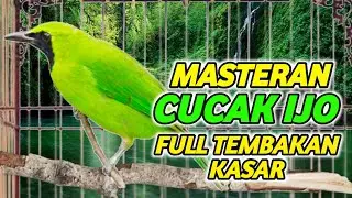 TEMBAKAN VARIASI 3 JALUR  murai kacer masteran cucak ijo full isian suara keras jernih dan merdu