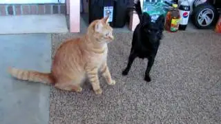 Cat vs Dog Round 3