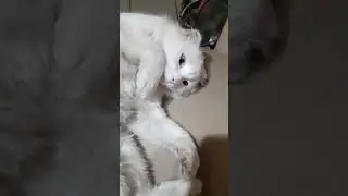 Кокся, не садись на мой стул!