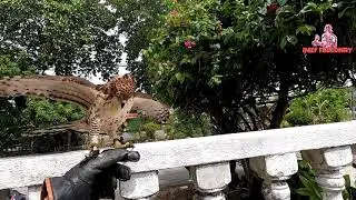 🔴 Crested Goshawk (CG) / outdoor & Unboxing