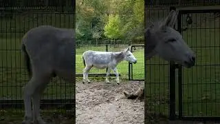 Donkey speaks up #shorts
