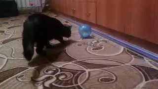 Появился хомка!!!
