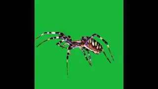 spider green screen