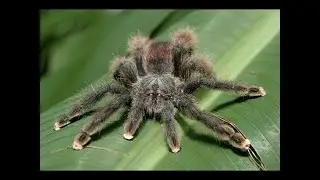 Löwenzahn - 262 (62) Spinne - Leben am seidenen Faden