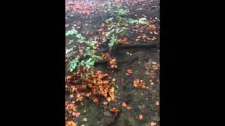 Woodland camping, The Dangers!