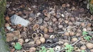 Исчезающий Кыргызстан. Уничтоженные леса Арслан-Боба. Часть 1