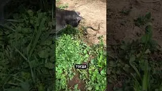 Why are snakes afraid of cats? 