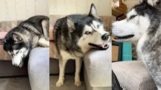 I Have to Negotiate With My Husky To Film! 