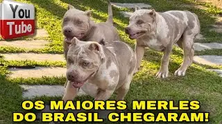 🎨 PRODUZIMOS OS MAIORES MERLES DO BRASIL!