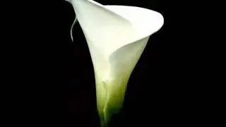 Sezen Aksu - Kavaklar - http://www.cicekmerkezi.com