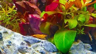 Shrimps Being Shrimps Is Mesmerizing - Neocaridina Orange Rili 10 minutes 4 gallon Nano Tank