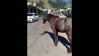 cavalo roubou pão de forma