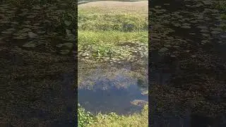 LIMPKIN BIRD SOUNDS 