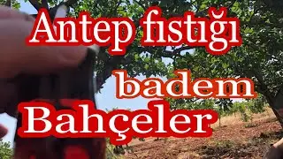 Как Растут Фисташки  и Миндаль На Деревьях//Geviş  Gaziantep  Badem Fıstığı