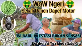 PETANI HARUS TAU?? TIPS & TRIK AGAR KACANG PANJANG MERAMBAT DENGAN BAIK | PANEN RAYA AUTO DAPAT Nmax