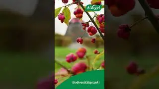 A.Vogel Biodiversitätsprojekt
