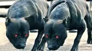 TOP 10 SEGMENT: MOST DANGEROUS ANIMALS IN THE WORLD!!!BEWARE -NUMBER OF HUMAN DEATHS PER YEAR☠☠💀💀☠