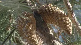 កញ្ចប់នៃជីវិត