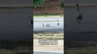 KNOW ABOUT WILD GEESE  IN AMERICA