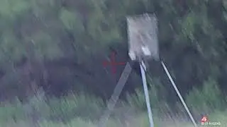 Coyote
