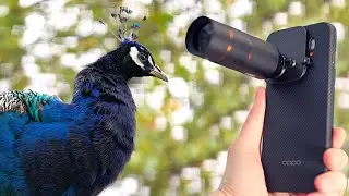 Oppo Find X9 Pro Photography Kit - Shooting wildlife with the Hasselblad teleconverter