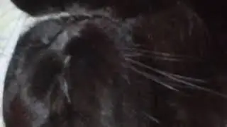 кошка уся спит для меня очень смешно