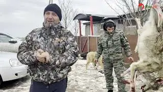 Охота на волка на вабу, подозвал три раза одну стаю.#охота2024