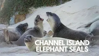 12 Cuyler Cove Elephant Seals