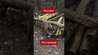 Таких животных лучше бояться!