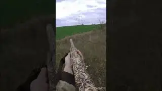 Охота на зайца 