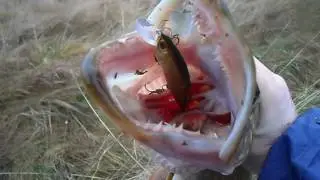 Рекорд реки.Щука в конце ноября.Ловля на воблеры и джиг.