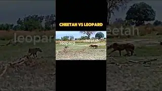 cheetah vs leopard 
