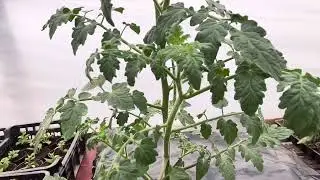 Привитые помидоры. Какие они?