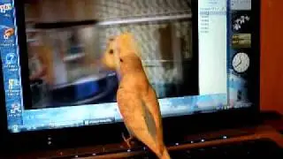 Кеша любит видео