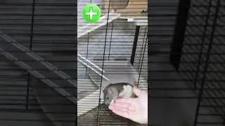 Плюсы и минусы домашней крысы 