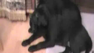 Спим