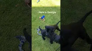 Two black labs left #blacklabs #puppyvideos #puppy #labradorretriever  #georgia