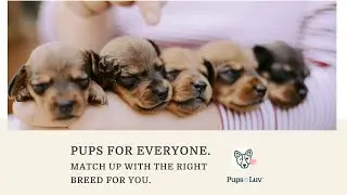 Find The Right Puppy For You At Pups Luv